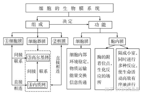 高中生物學大概念 分子與細胞知識結構圖與一輪復習必備之細胞培養